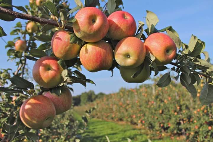 About Fruvita
